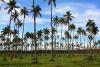 Palm Tree Detection in Tongatapu for Carbon Credit Estimation