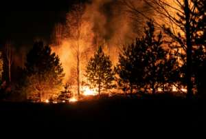  Forest Fire captured by Egor Vikhrev from Unsplash