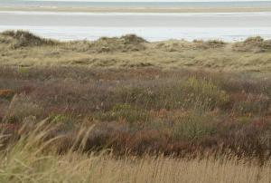 The salt marsh is a natural buffer to coastal floods and erosion. Photo: unefunge/CC BY-NC-ND 2.0