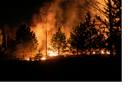  Forest Fire captured by Egor Vikhrev from Unsplash